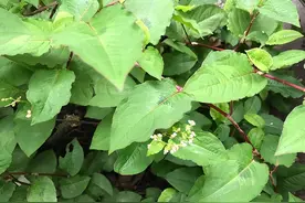 农村泛滥成灾的火炭母，原来是大名鼎鼎的“肝炎草”，会用就是宝图片