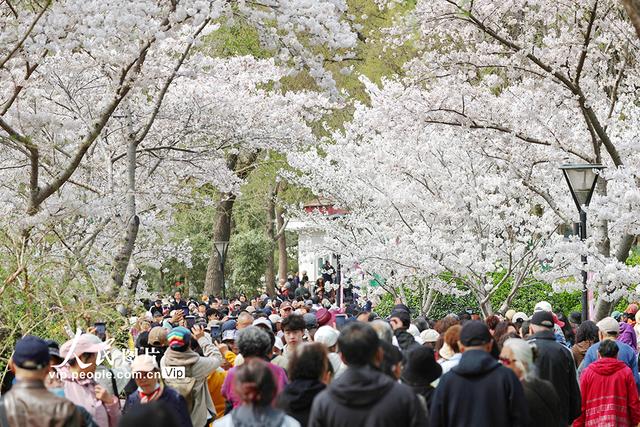 北京：玉渊潭樱花烂漫