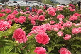 洛阳三大牡丹观赏园门票价格公布！持洛阳旅游年票可免票入园图片