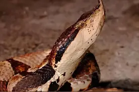 2条剧毒五步蛇在院子中交配，结果被人发现，还没结束就当场被捉图片