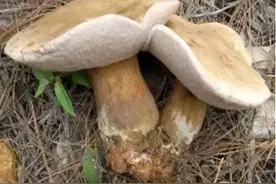 事关野生菌 重要提醒：不要摘！不要买！不要吃！图片