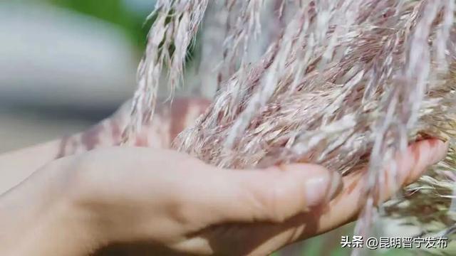 快来打卡！这片芦苇荡藏着晋宁最美的秋日