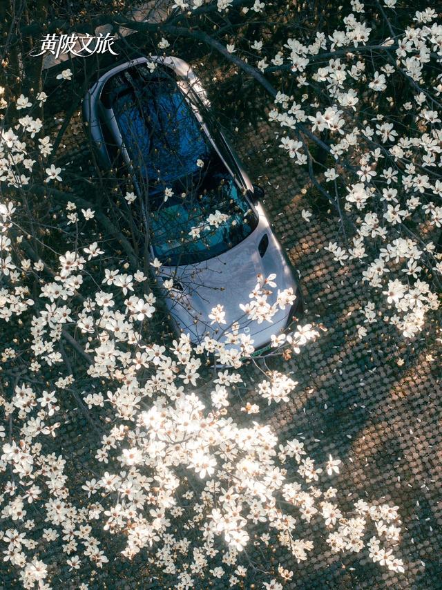 限时一周！黄陂的玉兰瀑布藏不住了