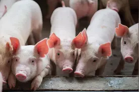 仔猪跌破成本线！最低价不到300元/头？猪企仔猪销量大减30%！图片