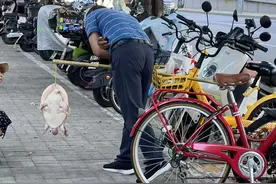 街头贩卖“野生鳖”，专家急呼：不能吃！放生危害更大！图片