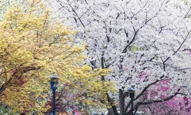 这两天的杭州顶流，不是太子湾，不是西湖，而是集齐了四季的万