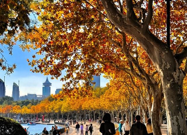 上海秋冬宝藏公园清单!8个免费治愈地,赏秋拍照两不误