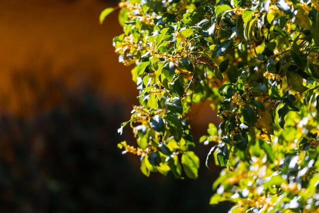 明天起,天平山提前至7点开园!