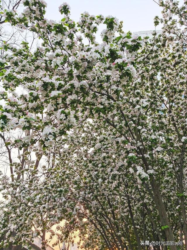 风送海棠香，春满石家庄