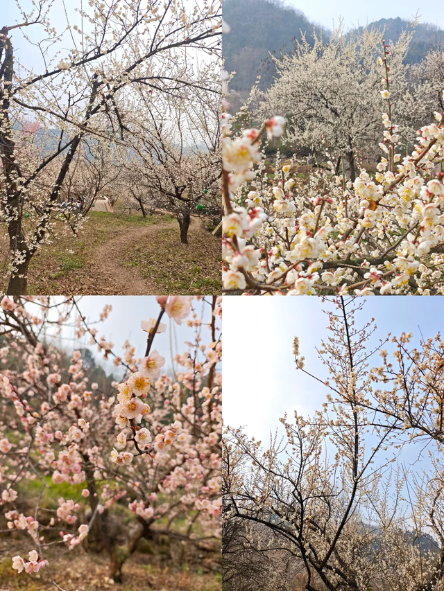 成都青梅花已开，10条爆火赏梅徒步线亲子友好，速速收藏！