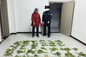 “我以为茼蒿！”民警：别狡辩！图片