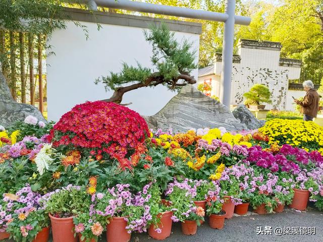 “中山秋韵，菊映盛世”，赏菊南京中山植物园（上）