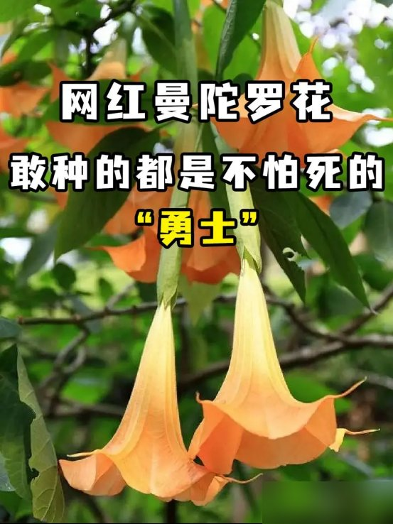 阴花不能进阳宅！这5种花“打死”也不养，家里若有？快挪走！