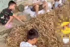 笑晕了！广西小朋友暑假摘花生上热搜，网友：这不就是小时候我吗图片