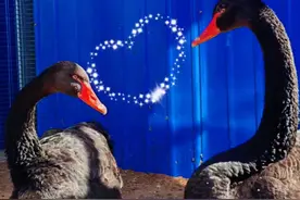 浪漫溢出屏幕！#被救的两只黑天鹅恋爱了图片