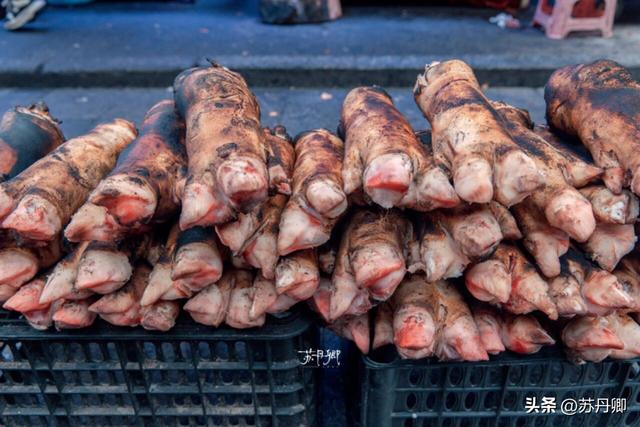 为了一只猴子！我从武汉跑去了贵阳！黔灵山的魅力不止是有猴子