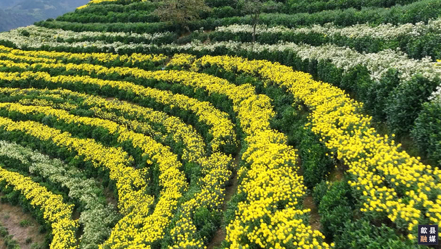 秋日限定！歙县黄山贡菊惊艳上线，邂逅山野绝美盛景 | 皖美冬日 | 第十五届安徽国际文化旅游节