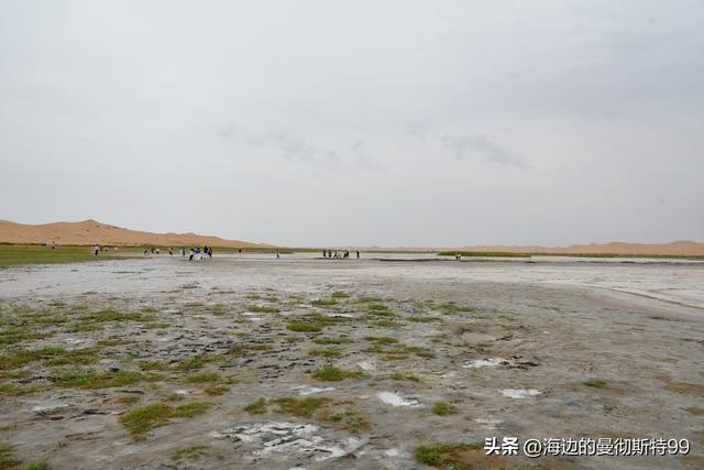 海边游记｜沙海狂飙与绿洲寻踪：内蒙古腾格里沙漠一日“历险记”