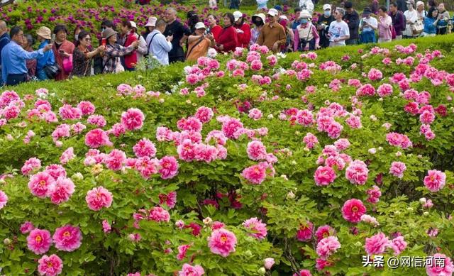洛阳牡丹当“红”不让 | 大河风物
