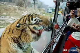 虎口救女反被咬死，猛虎伤人的8年后：女儿至今仍未得到父亲原谅图片