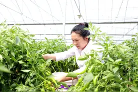 沁县：飞鸟归巢创出“棚”勃新动力 ——记全省第六批农村创业优秀带头人山西沁润农业发展有限公司王玉娟图片