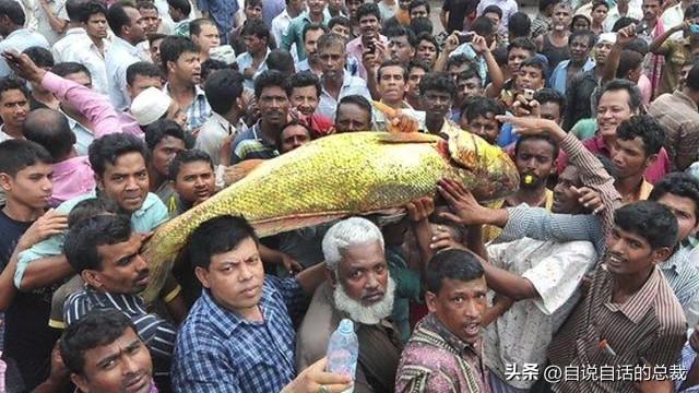 花胶十萬元一斤系什麼胶 2026年一百多一斤的花胶