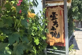 上海一太太，因“院子种柿子”火了，枝头挂满柿子，那叫一个壮观图片