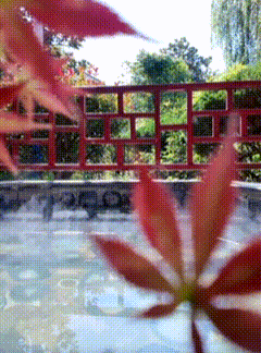 2026“马”年免费福利、吃临沂炒鸡送门票、年卡……千万别错过！