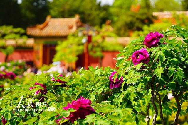 北京：景山公园牡丹进入最佳观赏期