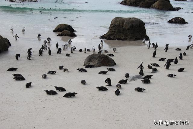 南部非洲：南非开普敦企鹅岛
