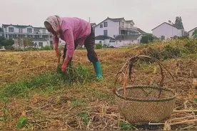 寡妇的保姆生活（微小说）图片