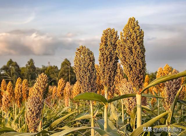 周末快冲！成都附近最大高粱梯田，红色浪漫超级壮观，公交车直达