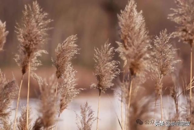 初冬汭河，摇曳一岸诗意时光