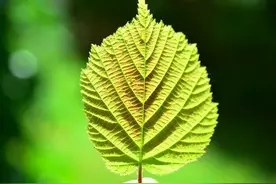 梦到去世的亲人、朋友，多半是这三种暗示图片