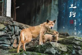中华田园犬五大品种！老祖宗挑狗秘诀曝光，教你选出“镇宅神犬”图片
