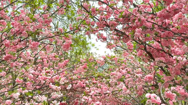 出片率100%！中山超浪漫樱花季上线！