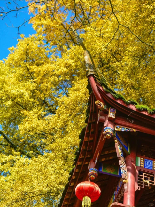 【跟着川超游雅安】如果你不来雅安，不知道秋天的雅安有多美！