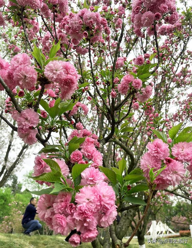 成都真大气，最美的樱花都免费，8000米樱花大道更是繁花似锦！