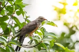 为什么能听见布谷鸟叫，却从来看不到它的身影，它躲在哪里呢图片