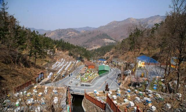 青岛这趟公交，直接开进春天的花海里！美到失语……