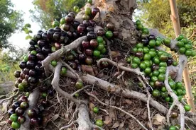 从“草根”到“盆景明星”：嘉宝果的华丽转身，身价翻倍的秘密！图片