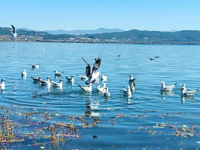 海鸥来了!丽江拉市海藏着冬天最治愈的邂逅