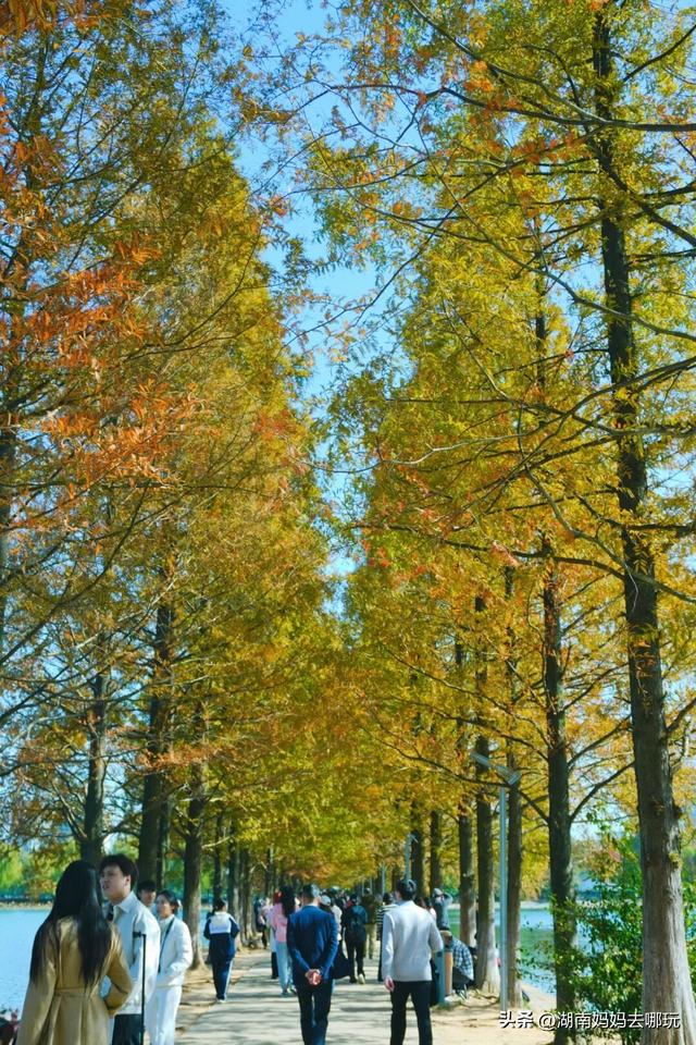 速报！这个地方银杏浓度达100%，赏芦苇、砍甘蔗，遛娃惊喜超多！