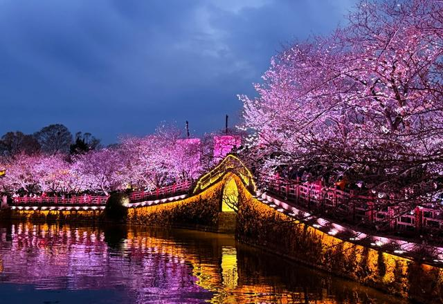 挤疯了！无锡鼋头渚夜樱 “炸街”，这场面给老外看都能吓一跳