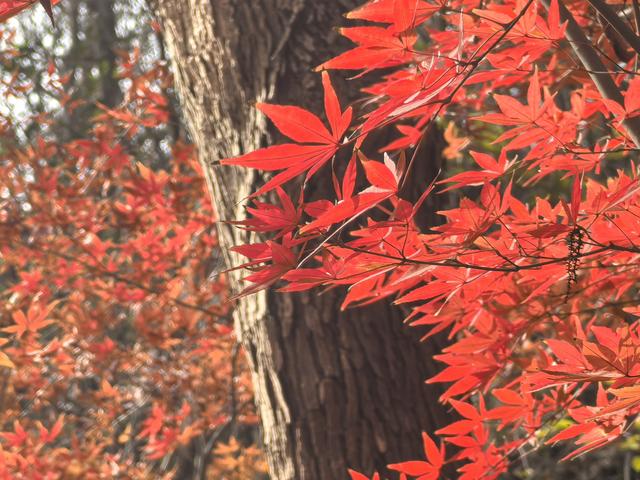 南京栖霞山一日徒步，游千年古刹，看漫山红叶