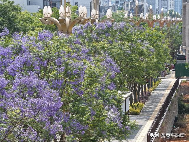初夏限定！蓝花楹开满枝头，解锁罗平的紫色治愈风景