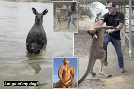 澳洲男子水中勇击偷狗袋鼠，袋鼠像刚从健身房逃出来，身材好棒图片