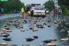 伊朗下罕见“鱼雨”：大量活鱼接连从天而降，当地人快愁哭了！图片