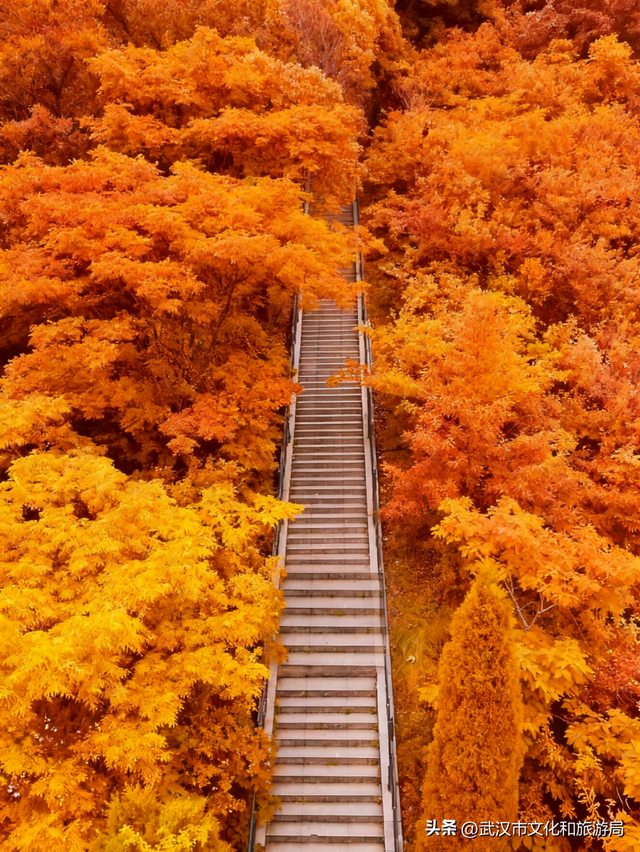 从水杉红到锁情台，每一步都踩在秋的调色盘上|九真山秋游全攻略