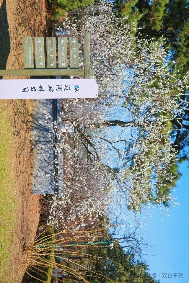 【视觉•双台子】十里桃香醉春风 满树芳菲映城郭